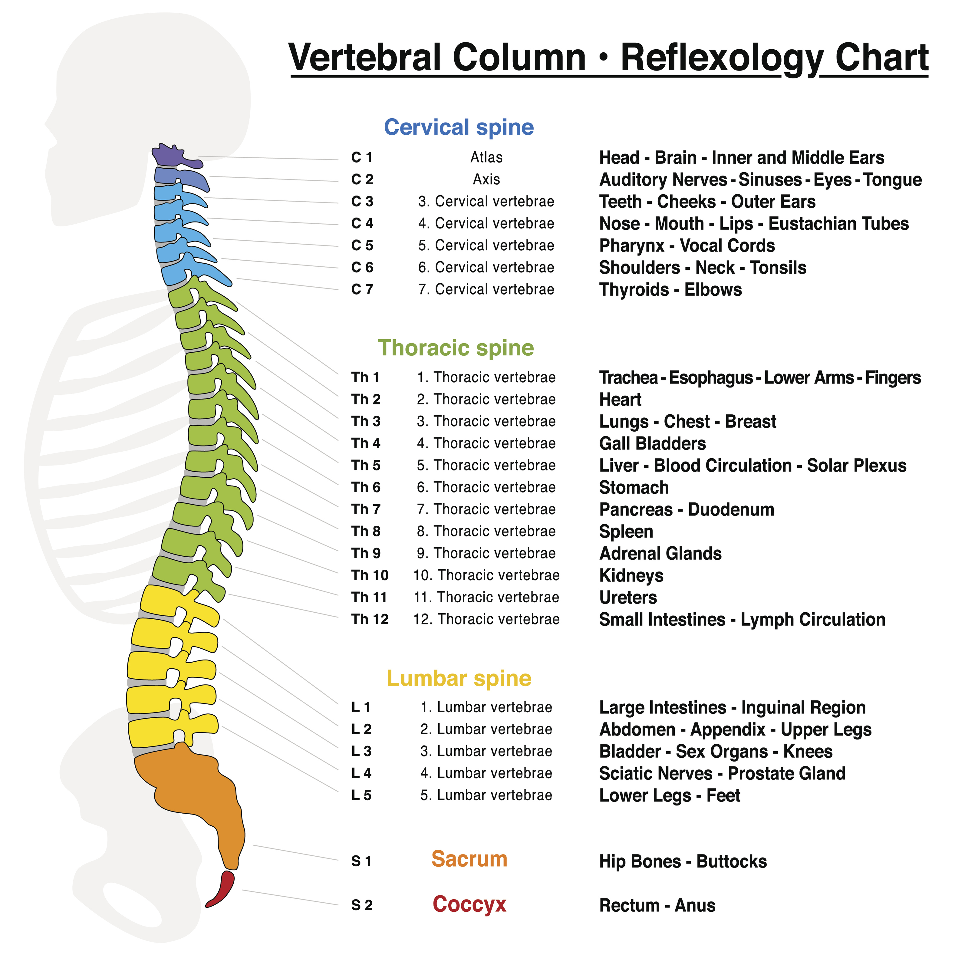 Lumbar Spine: Interesting Facts