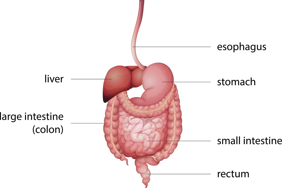 Overview of the GI Tract Before & After Ostomy Surgery | Shield HealthCare